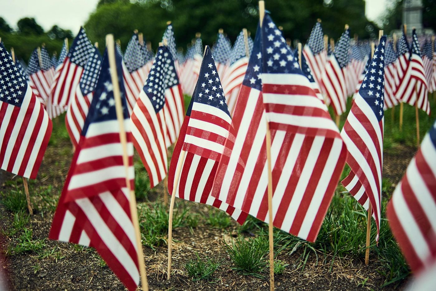 Rows of American flags planted in the grass